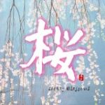 【平和之月】櫻／合輯<br>Cherry Blossoms - Various Artists<br>( 線上試聽 )